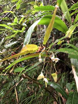 Image of Begonia taiwaniana Hayata