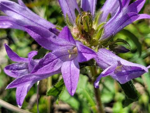 Campanula lingulata Waldst. & Kit. resmi