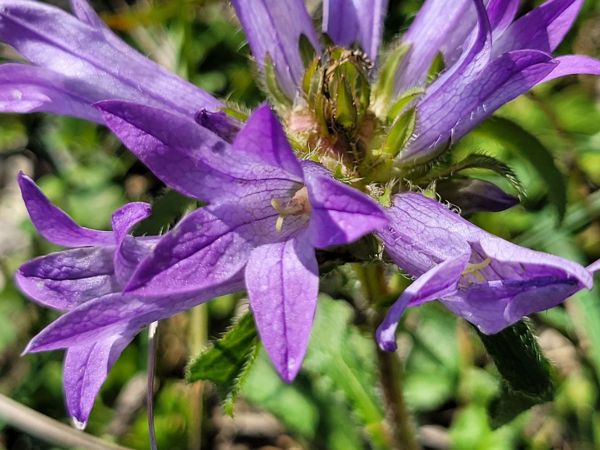 Imagem de Campanula lingulata Waldst. & Kit.