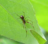 Image of Anelosimus studiosus (Hentz 1850)