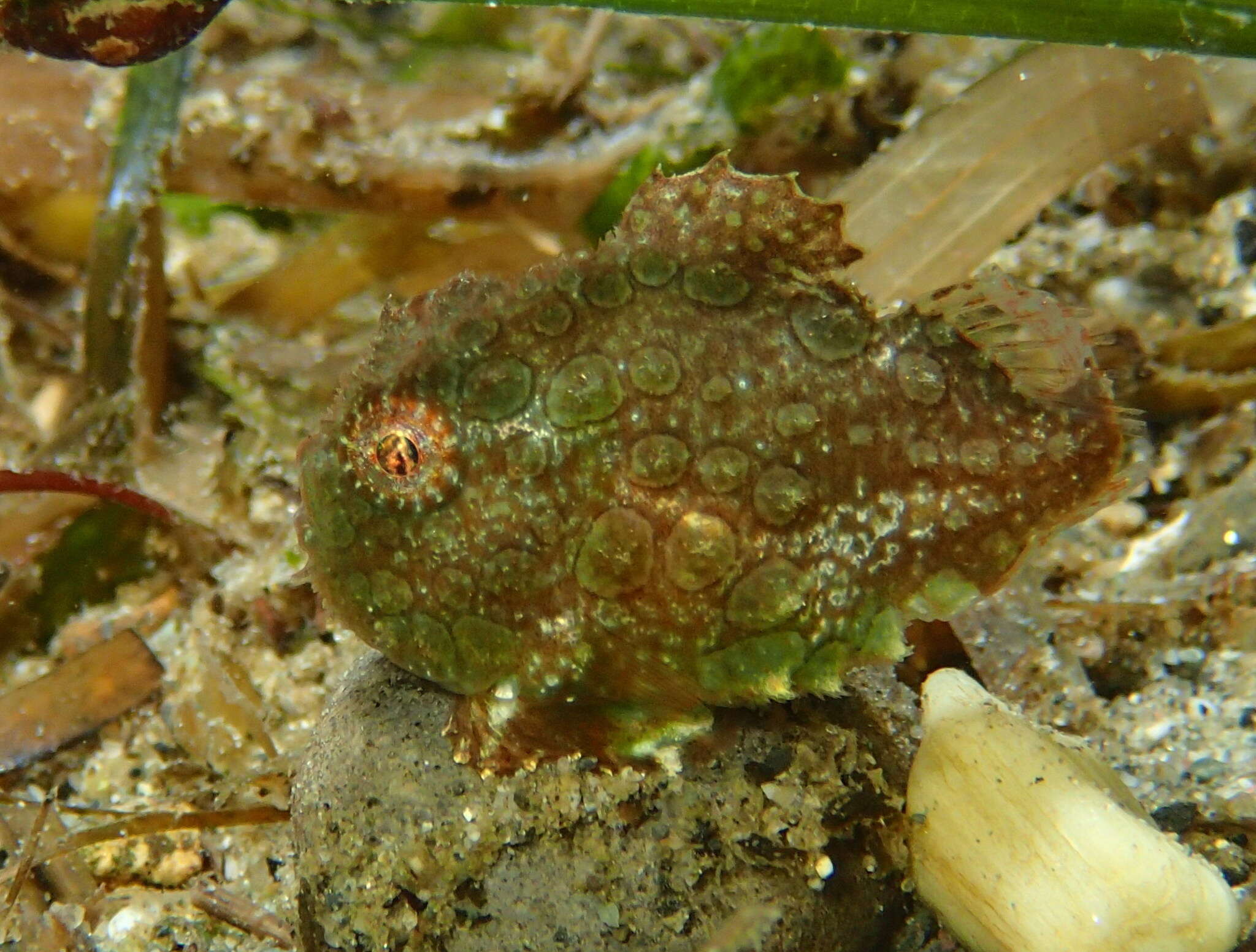 Image de petite poule de mer ronde