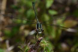 Image of Archiargiolestes pusillus (Tillyard 1908)