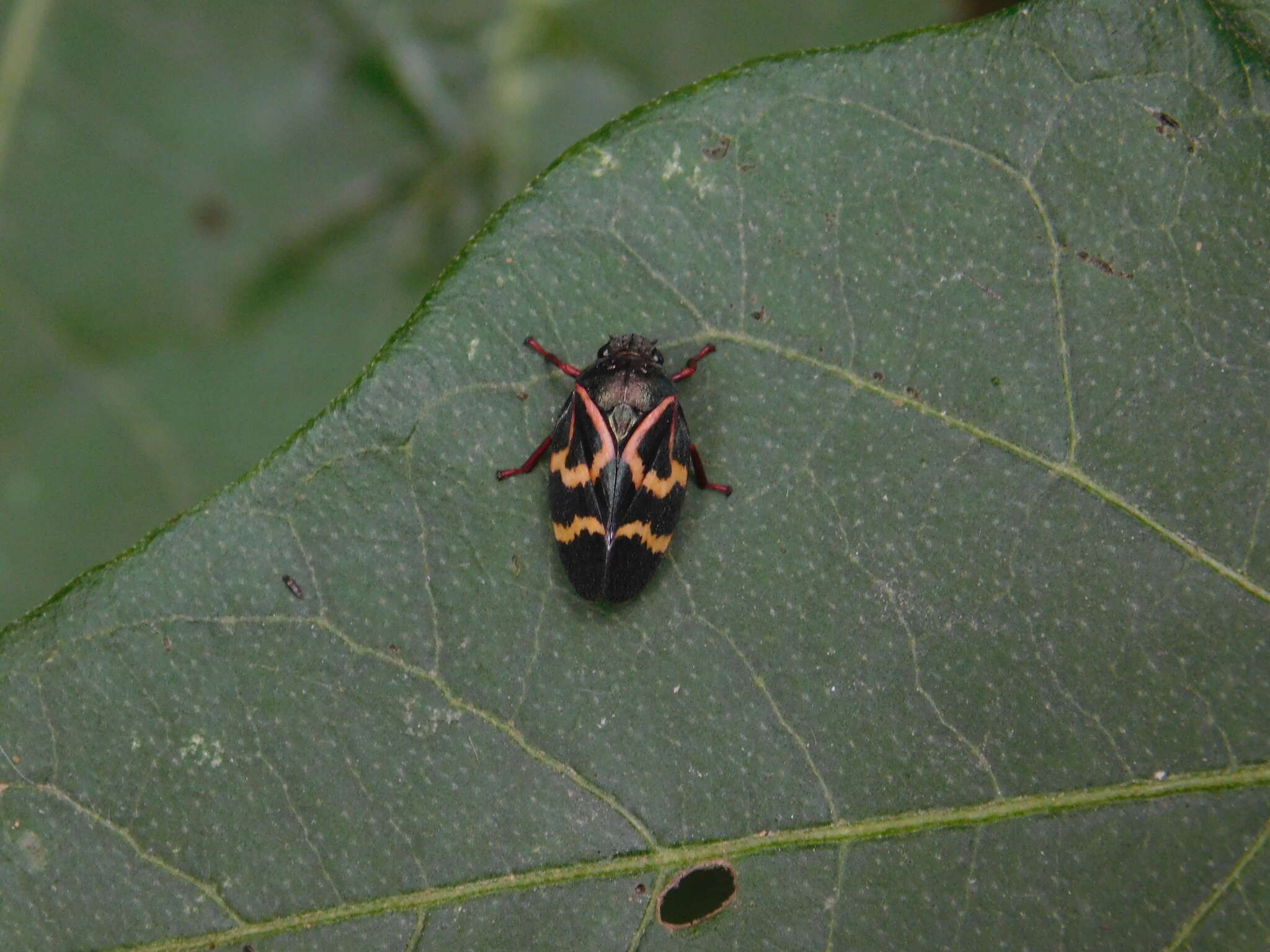 Image of Deois (Fennahia) flexuosa (Walker 1851)