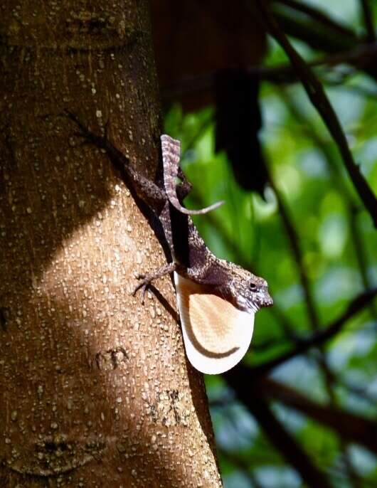 Image of Bueycito Anole