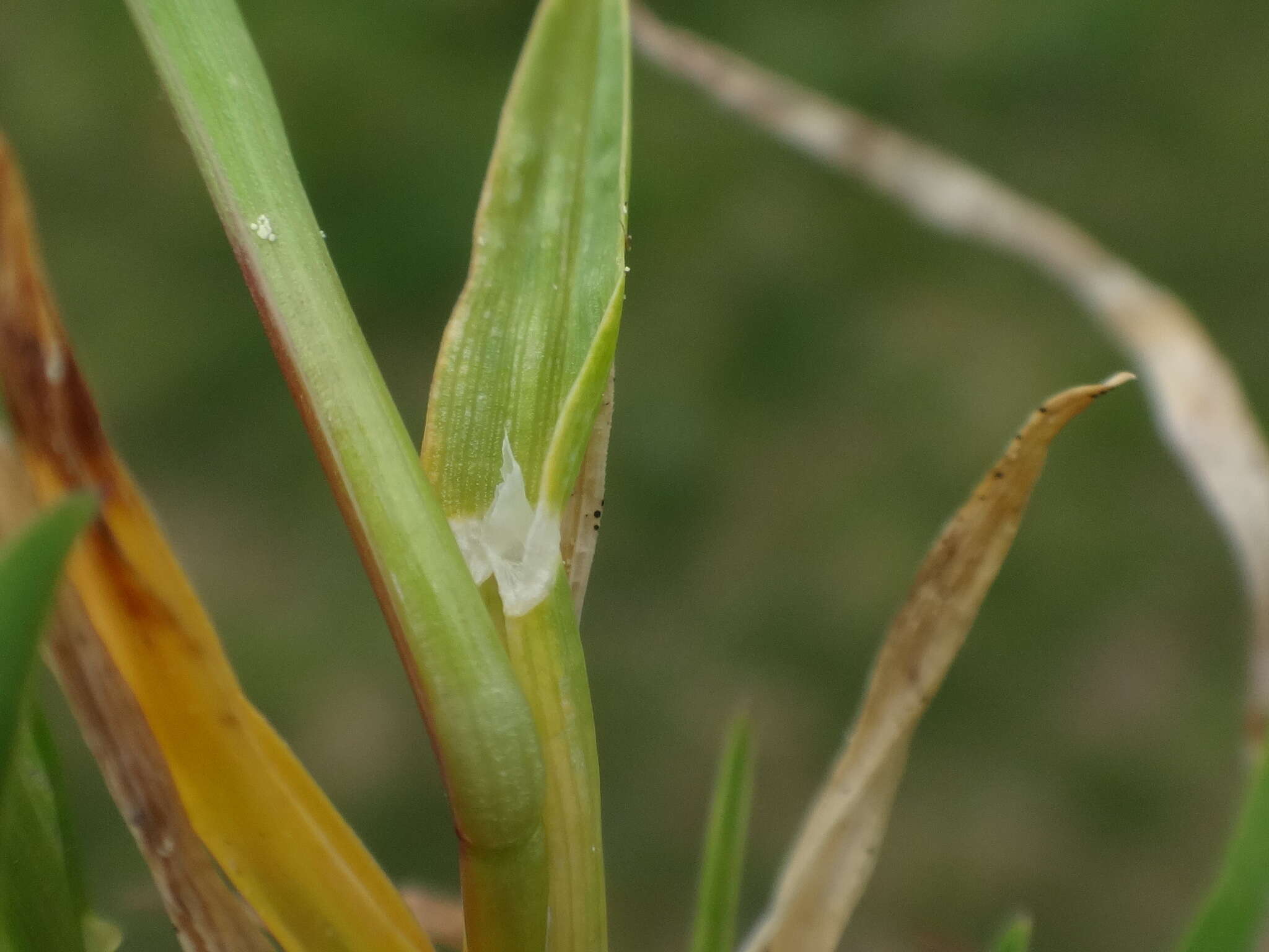 Image de Poa supina Schrad.