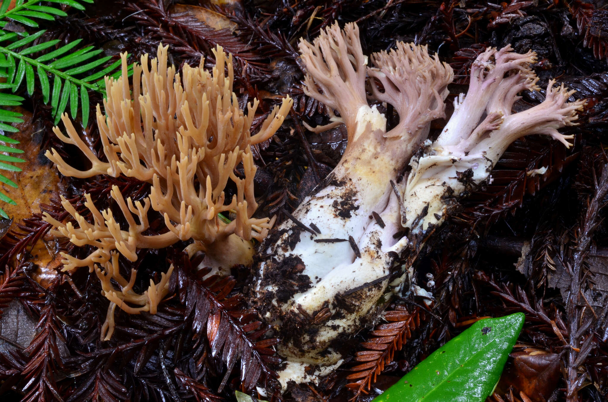 Image of Ramaria violaceibrunnea (Marr & D. E. Stuntz) R. H. Petersen 1986