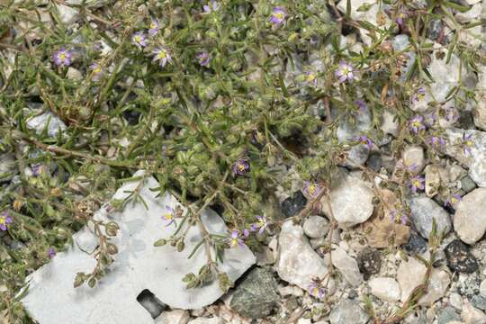 Image of Spergularia bocconei (Scheele) Graebner