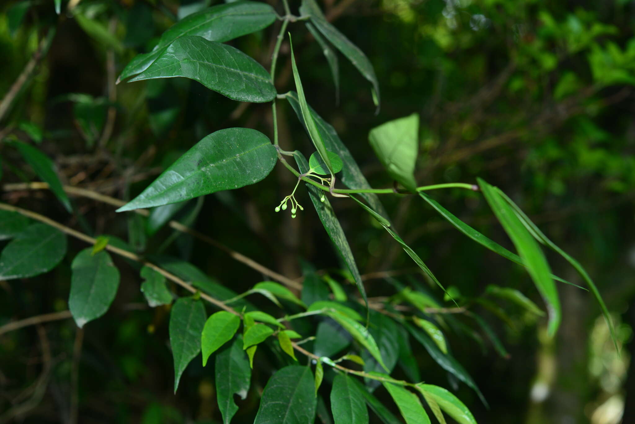 Imagem de Gardneria multiflora Makino