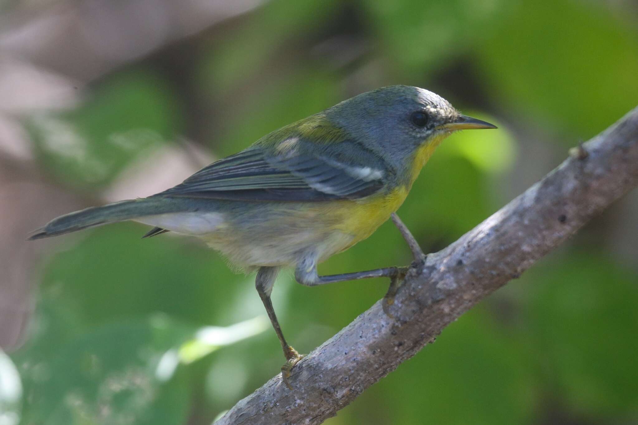 Image of Setophaga pitiayumi graysoni (Ridgway 1887)