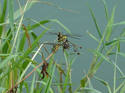 صورة Sinictinogomphus Fraser 1939