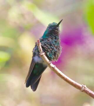 Image of Garden Emerald