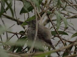 Image of Sooty Tyrannulet