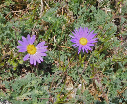 Machaeranthera tanacetifolia (Kunth) Nees resmi