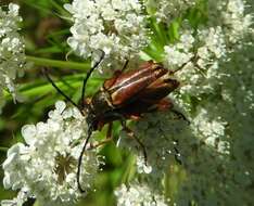 Image of Typocerus acuticauda Casey 1913