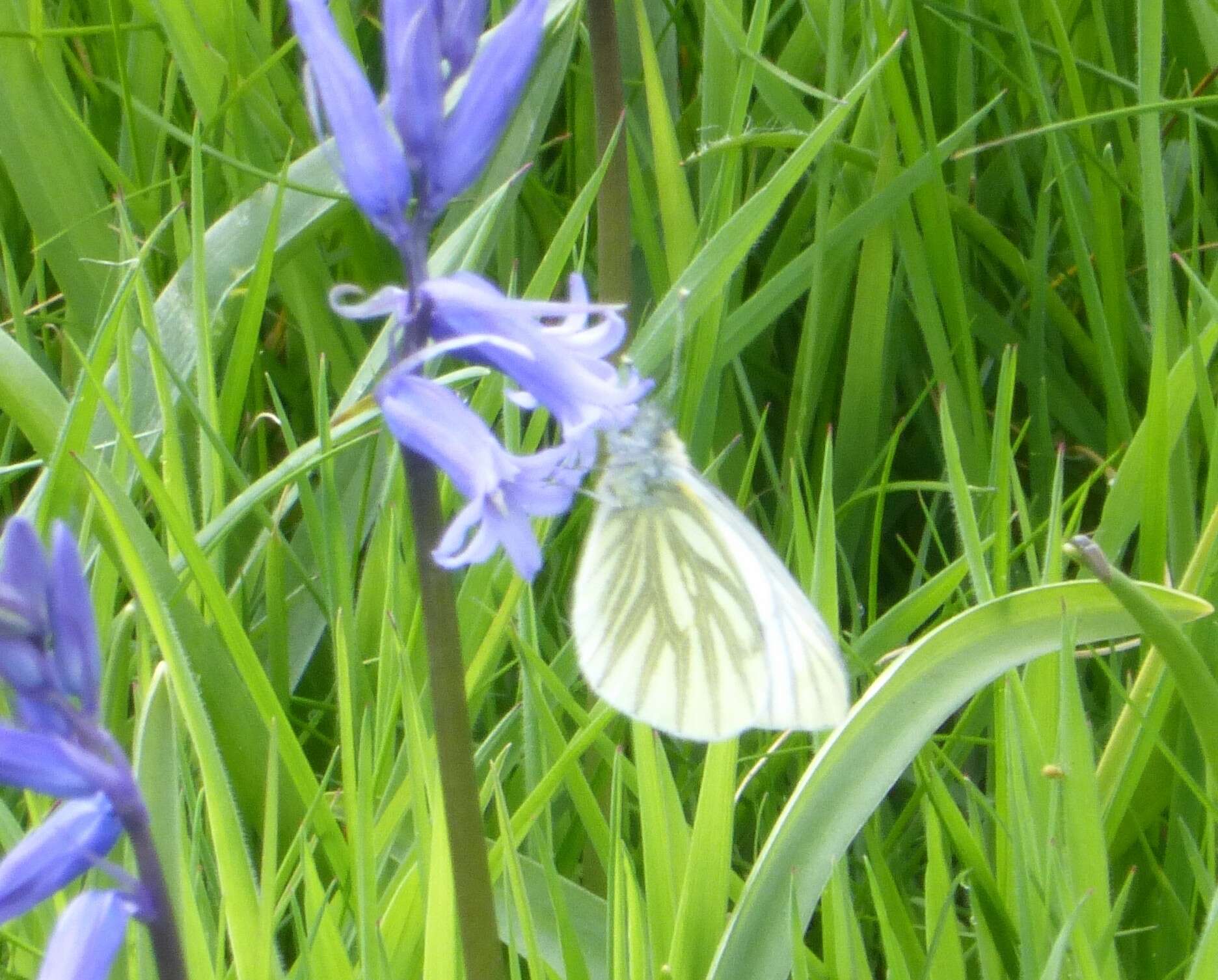 Plancia ëd Pieris napi (Linnaeus 1758)