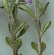 Image of Thymus littoralis Klokov & Des.-Shost.