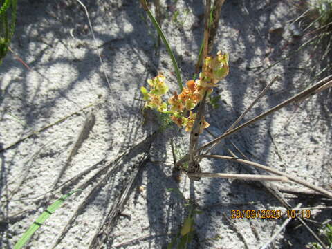 Image of Rumex cordatus Desf.