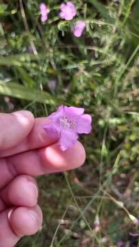 Image of Seminole False Foxglove