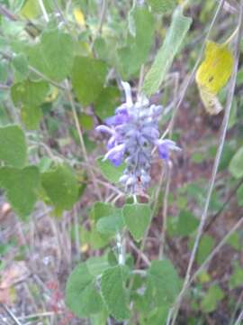 Salvia pruinosa Fernald resmi