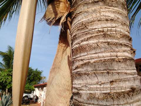 Image of Socorro Island Tree Lizard