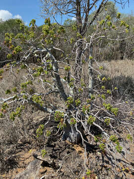 Plancia ëd Uncarina grandidieri (Baill.) Stapf