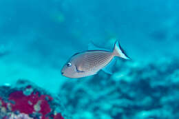 Image of Gilded triggerfish