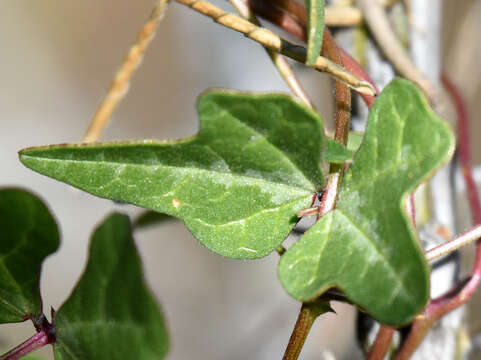 Image of slimjim bean