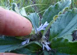 Image of Bugle plant