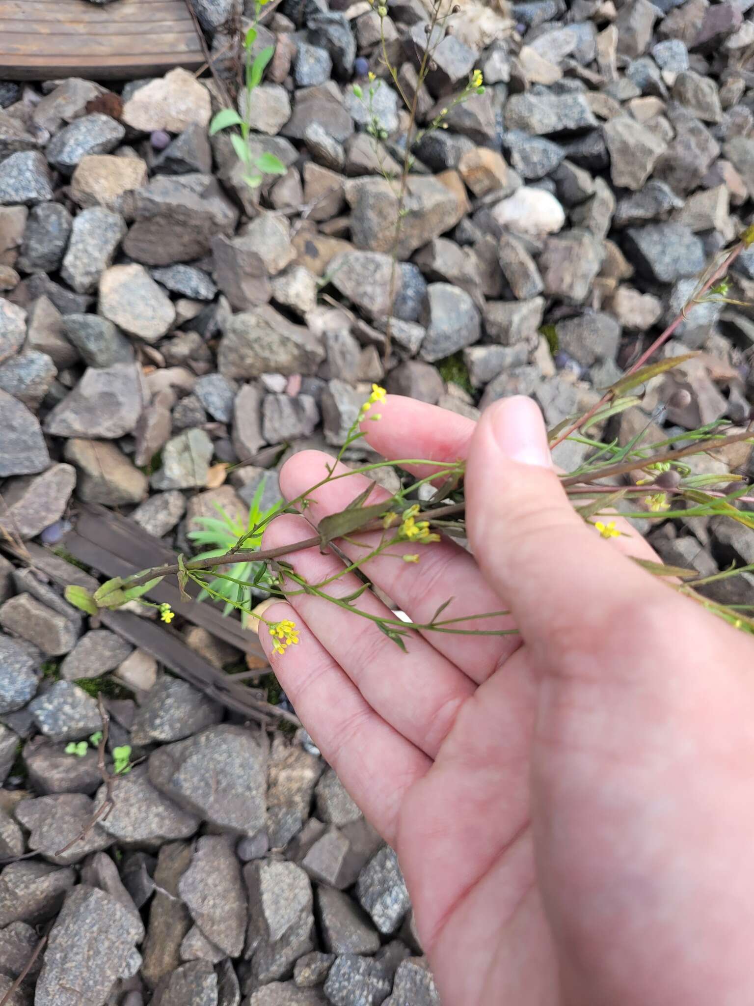 Imagem de Camelina sativa (L.) Crantz