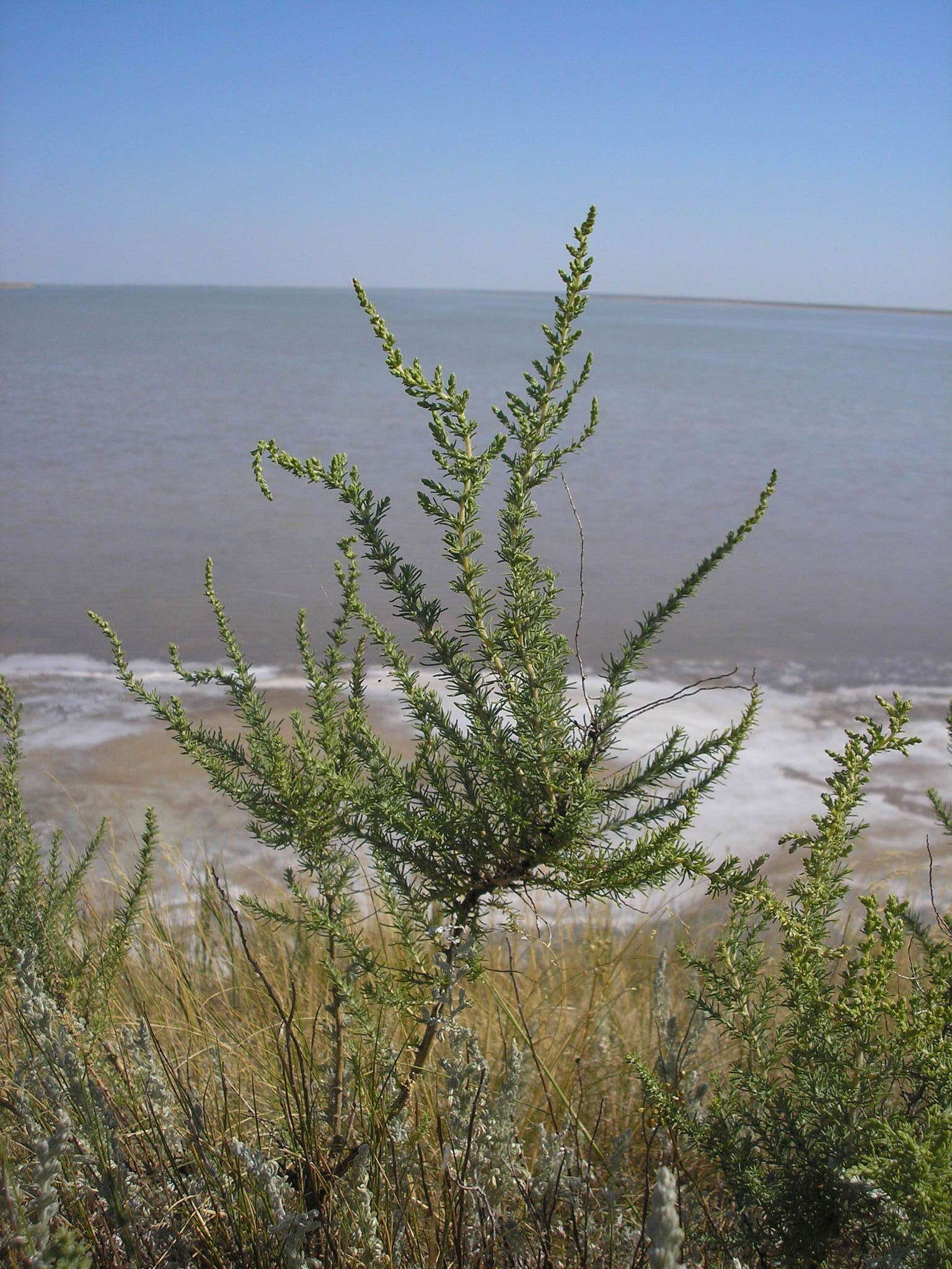 Image of Nitrosalsola laricina (Pall.) Theodorova