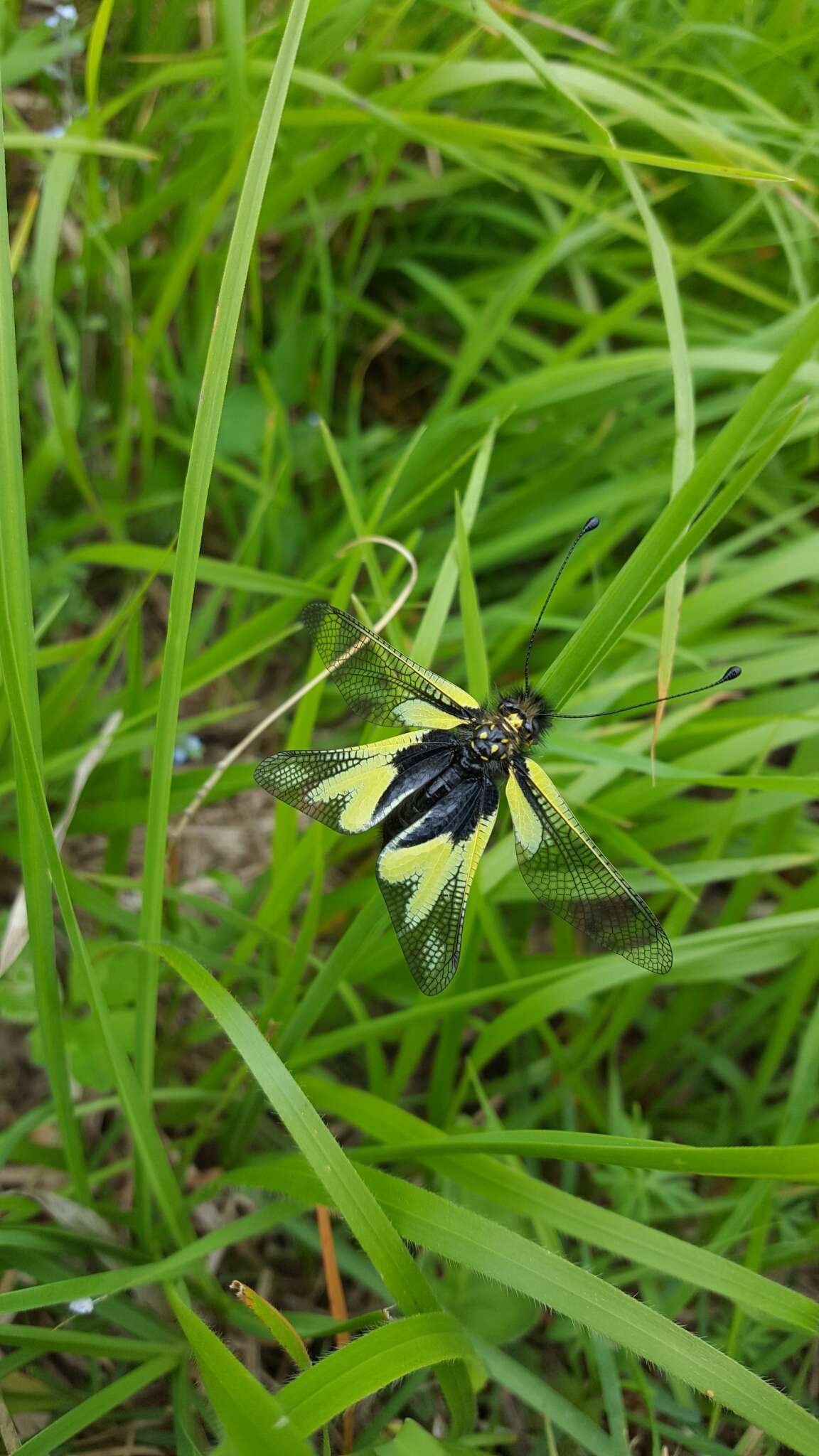 Image of Owly sulphur