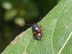 Cryptocephalus notatus Fabricius 1787 resmi