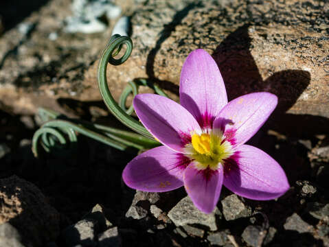 Image of Geissorhiza spiralis (Burch.) de Vos ex Goldblatt