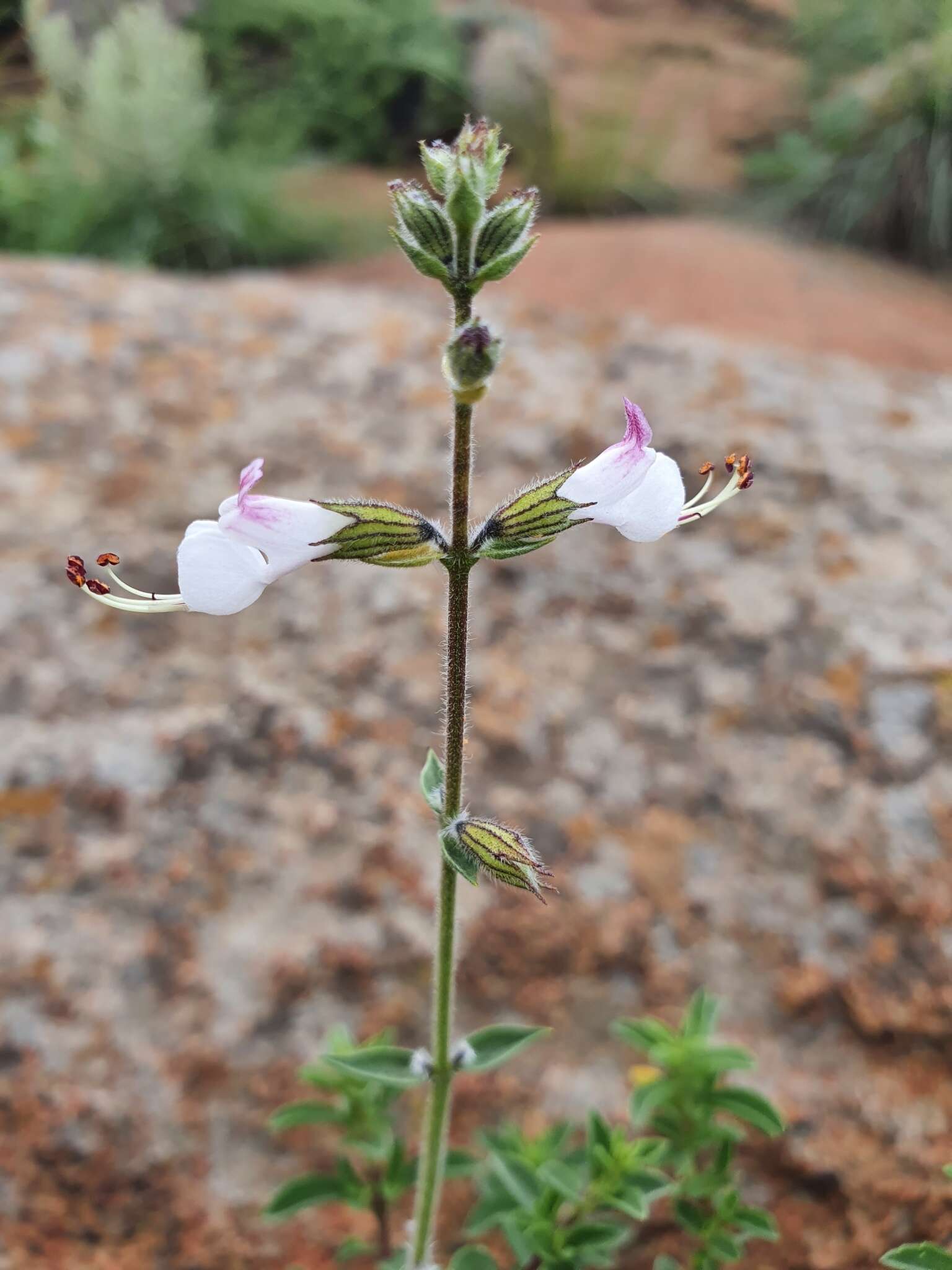 Image de Syncolostemon parviflorus E. Mey. ex Benth.