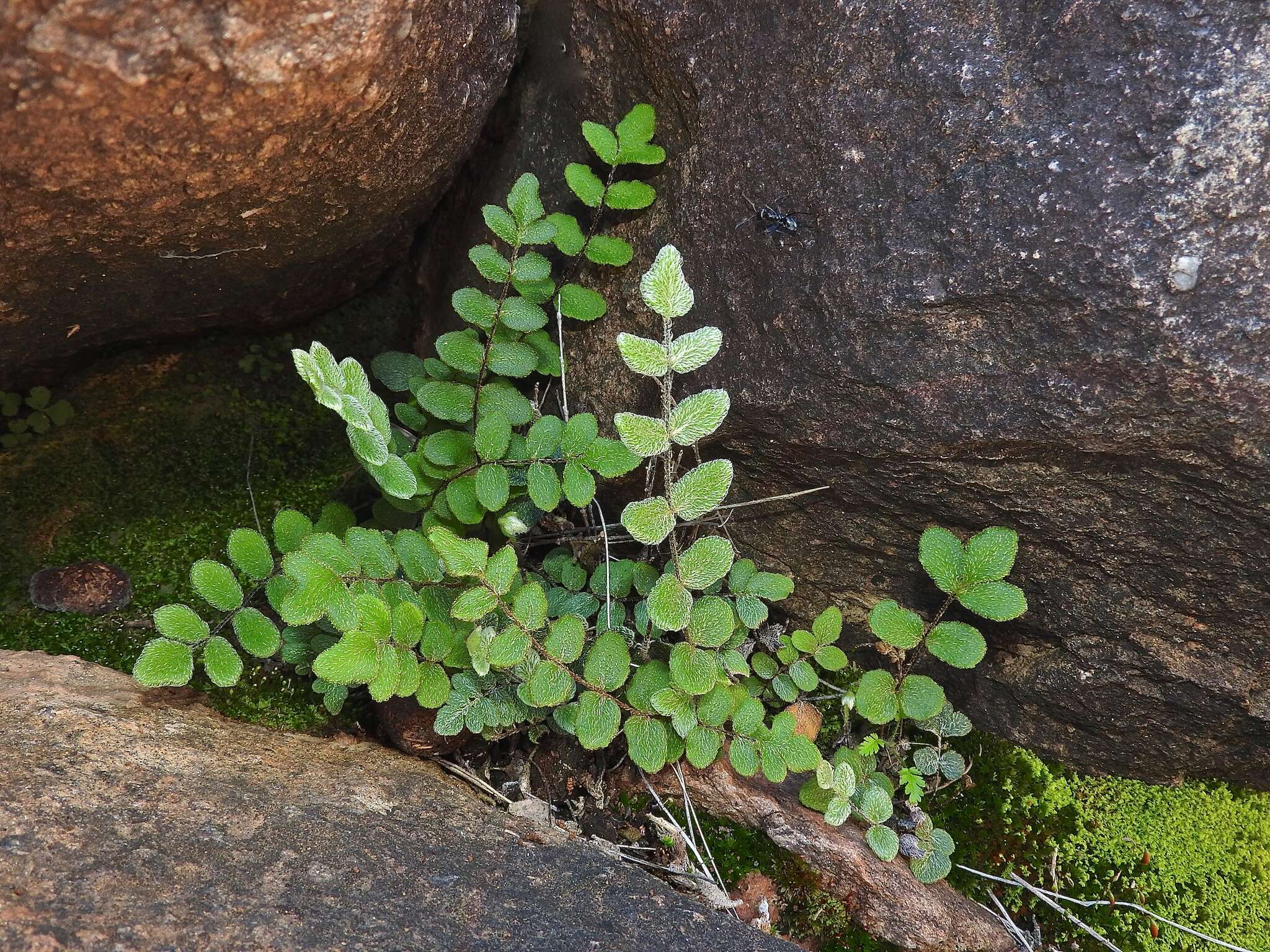 Sivun Pellaea reynoldsii kuva