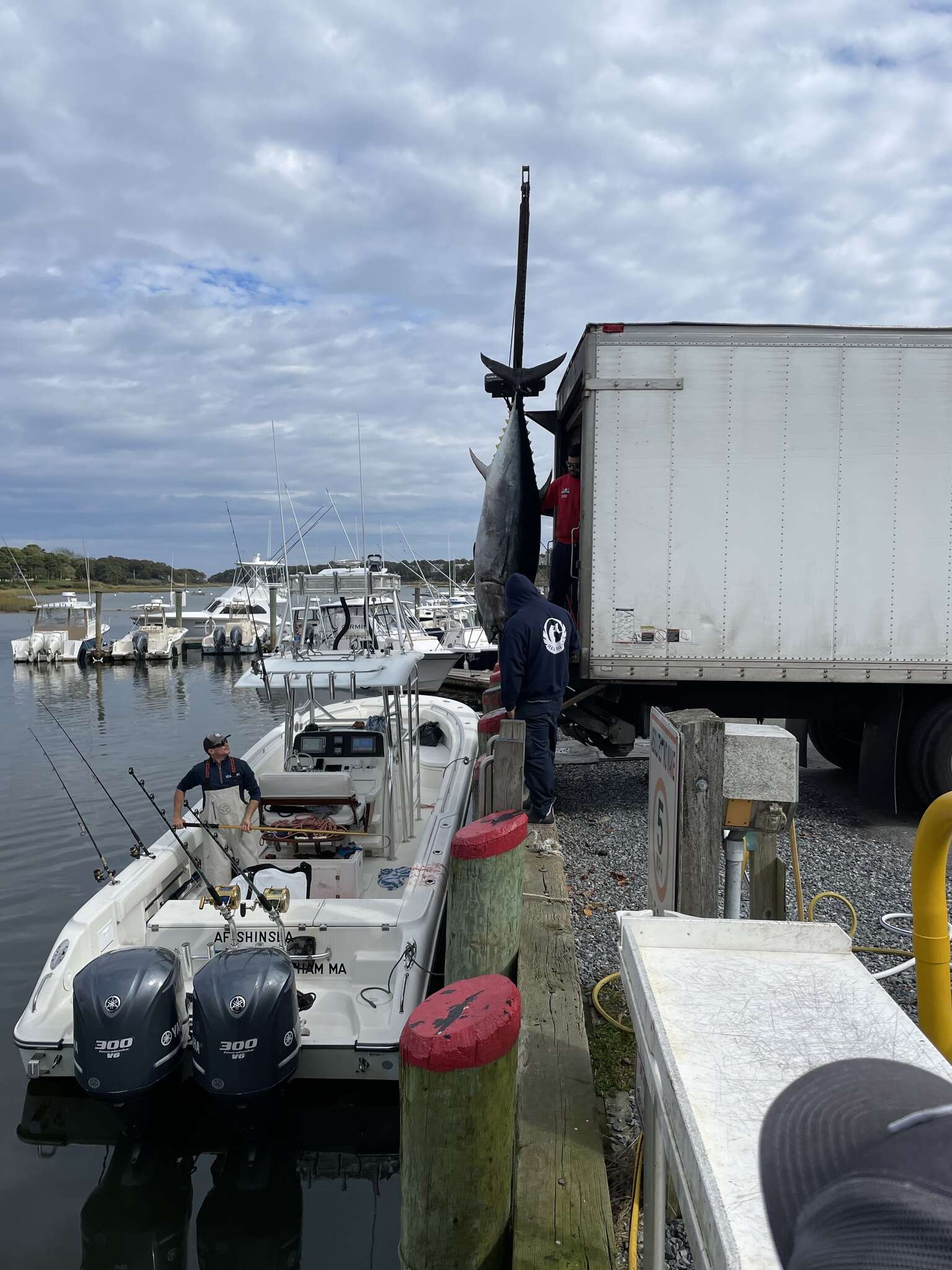 Image of Atlantic Bluefin Tuna