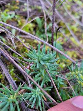 Слика од Petrosedum amplexicaule (DC.) M. Velayos