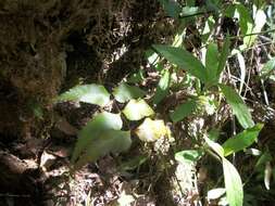 Image de Asplenium serra Langsd. & Fischer