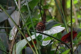 Image of Spotted Antbird