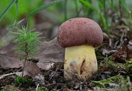 Image of butter bolete