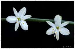 Plancia ëd Chlorophytum comosum (Thunb.) Jacques