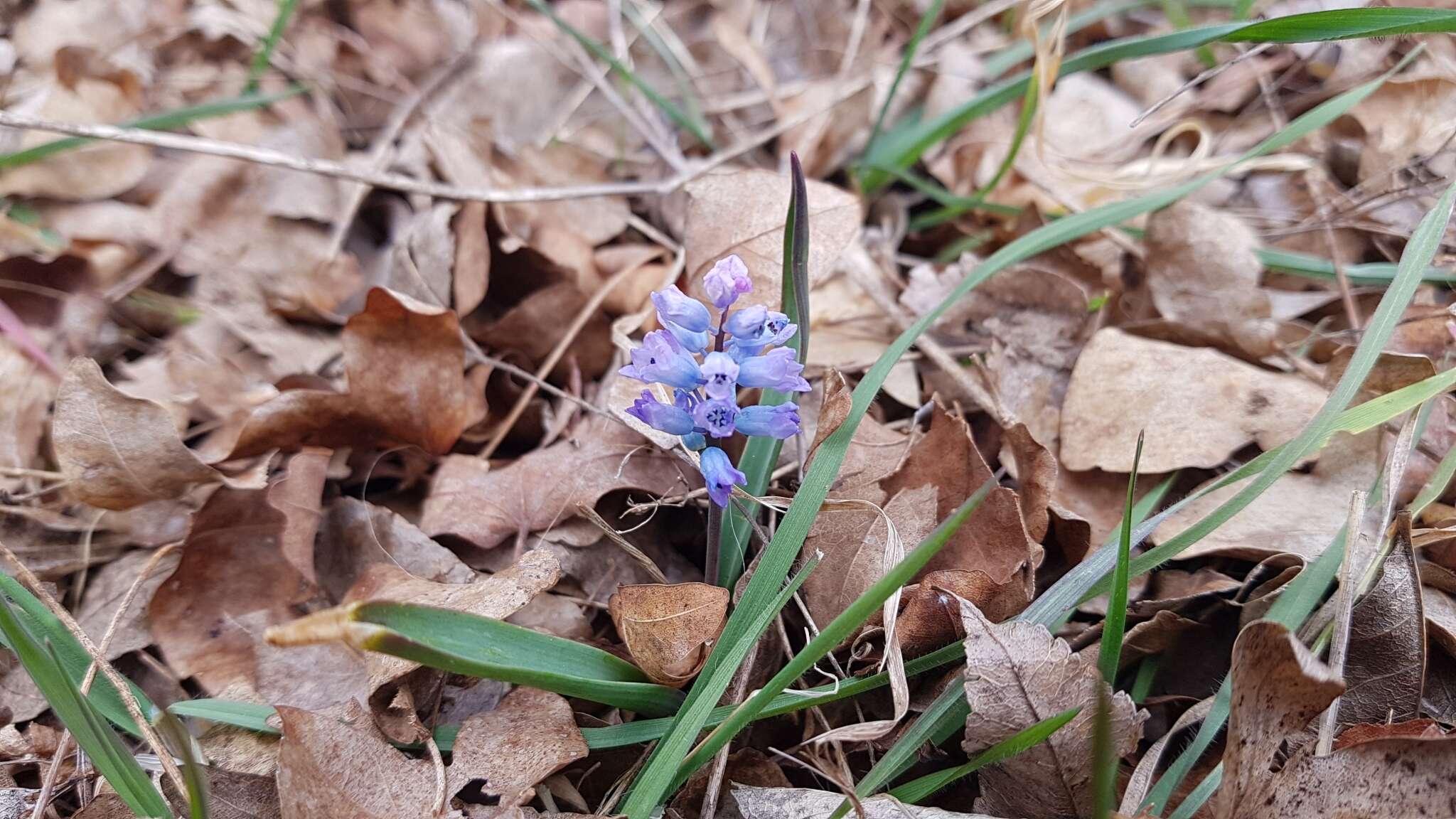 Image of Hyacinthella dalmatica Chouard