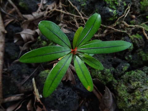 Image of Erythroxylum laurifolium Lam.