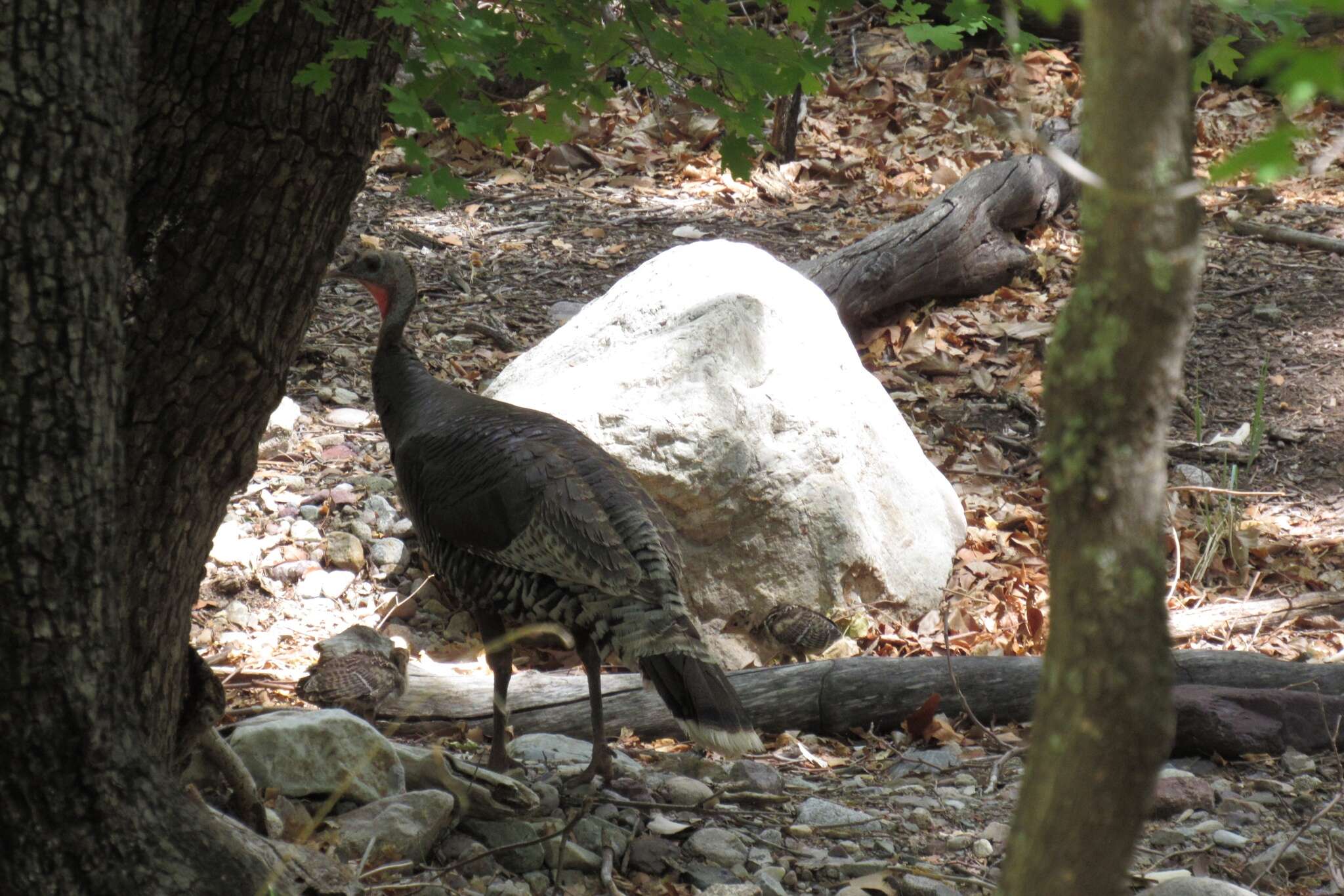 Imagem de Meleagris gallopavo mexicana Gould 1856