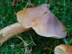 Image of Gliophorus europerplexus Dentinger, A. M. Ainsw. & P. F. Cannon 2013