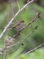 Image of Yellow-browed Seedeater