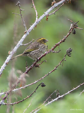 Image of Yellow-browed Seedeater