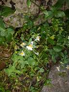 Imagem de Linaria reflexa subsp. reflexa