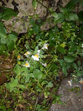 Image of Linaria reflexa subsp. reflexa