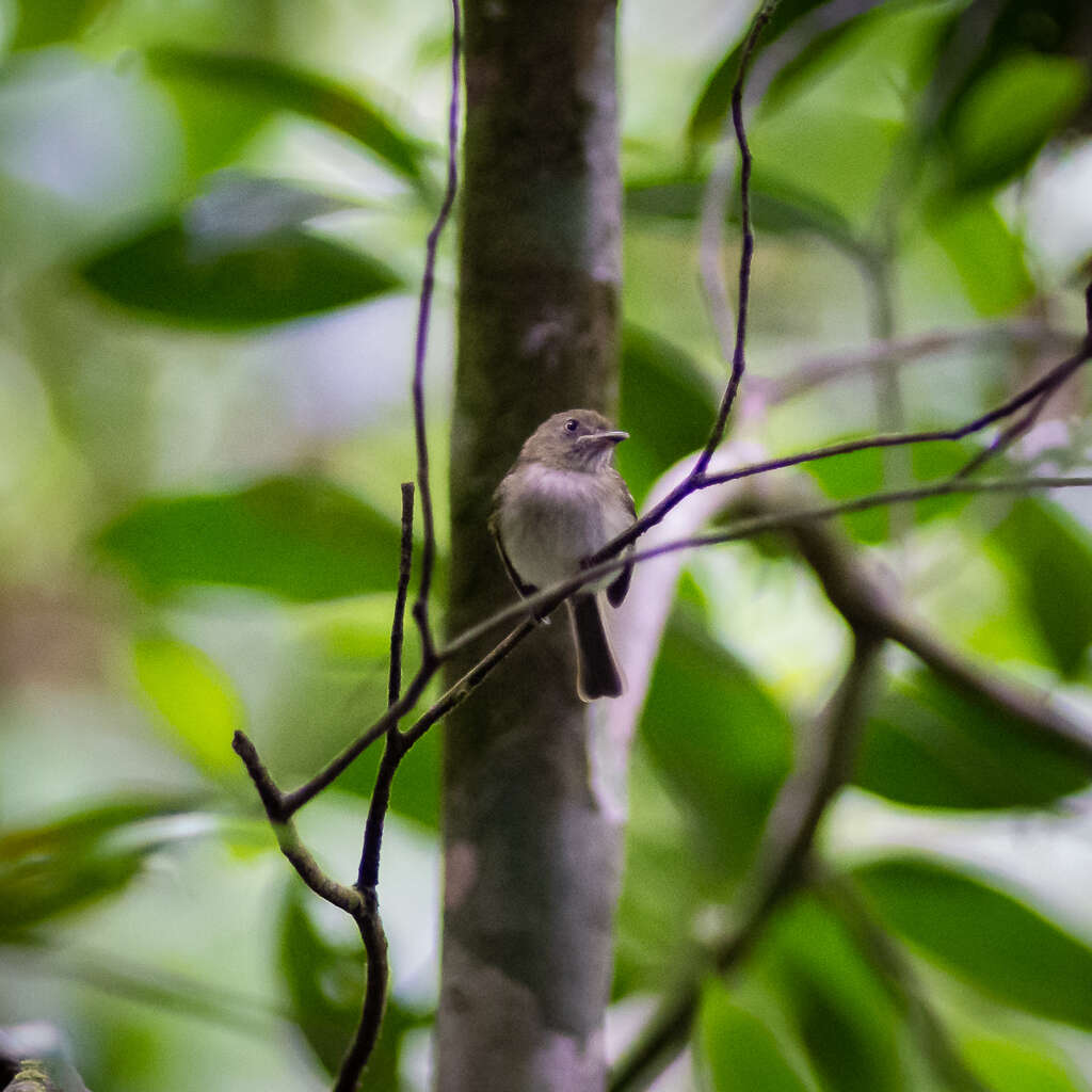 Image of White-bellied Tody-Tyrant